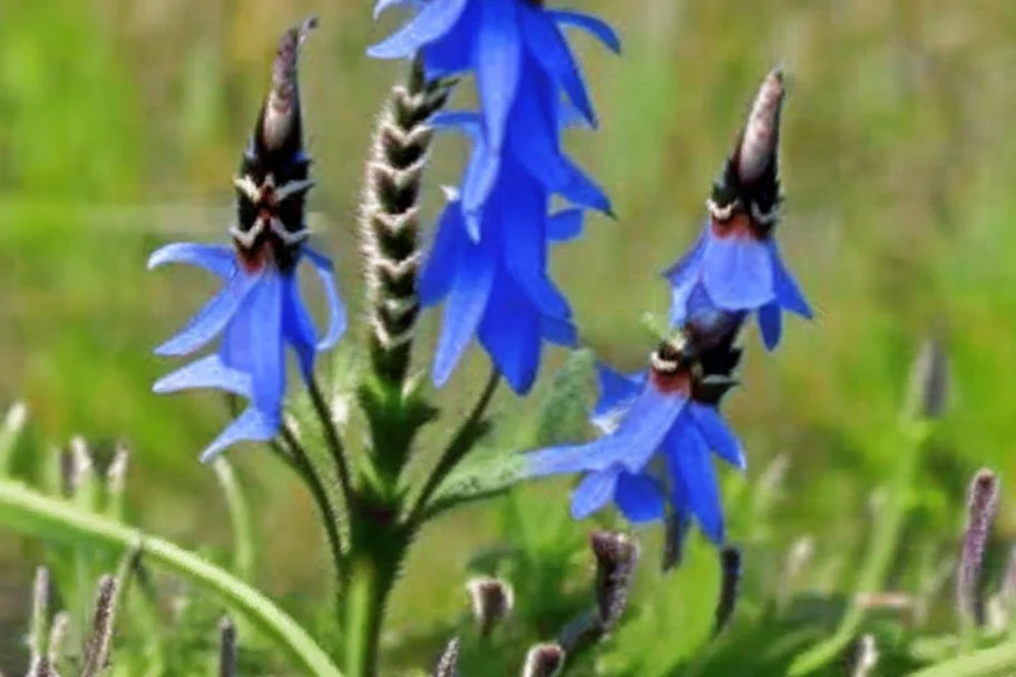 viper's bugloss