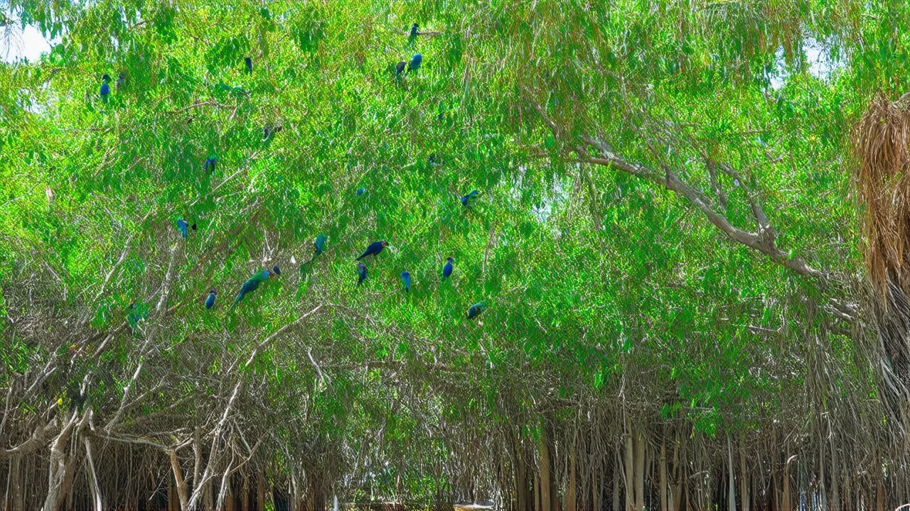 Later that day we walked to church under mangroves swarmed with the bright green fluster of wild parakeets.