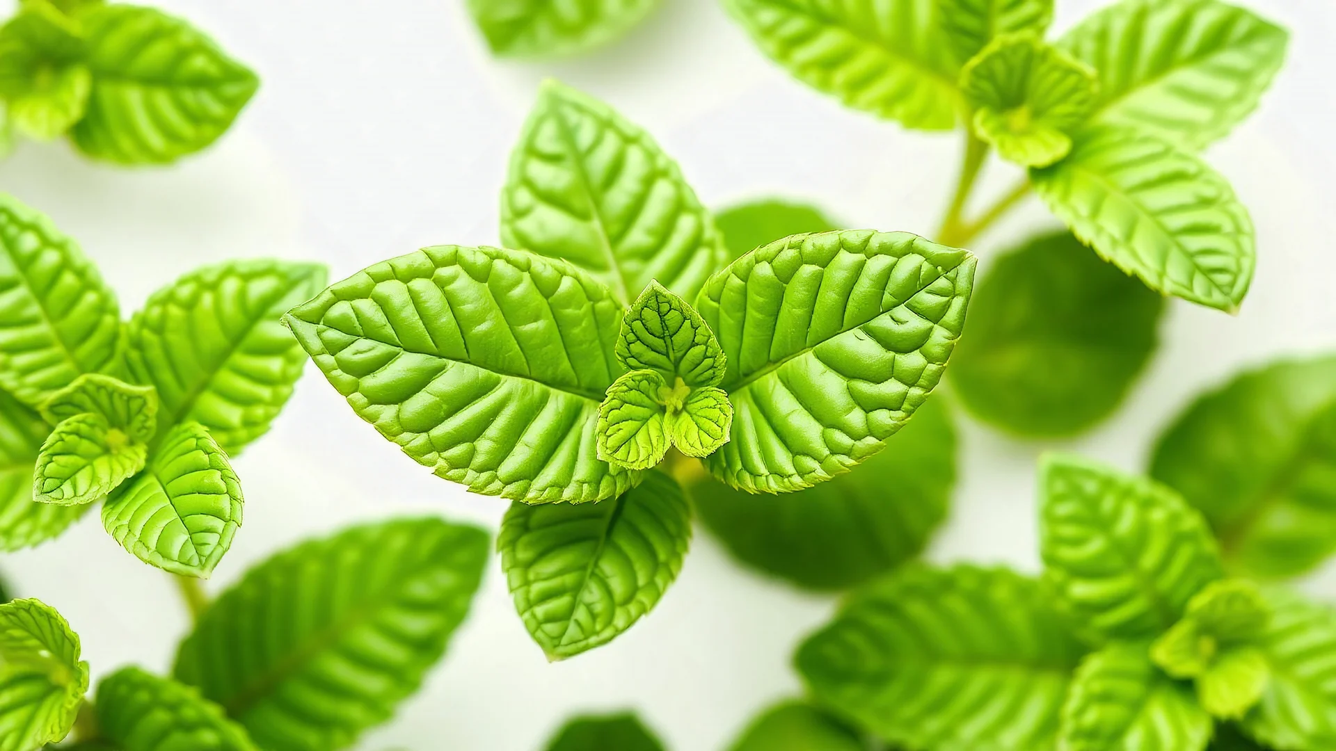 Mint leaf close up on isolated white background