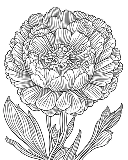 real massive Ranunculus flower coloring page