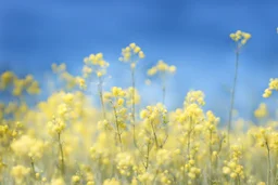 bottom is detailed canola with green stems and branches, top is sky, photography,