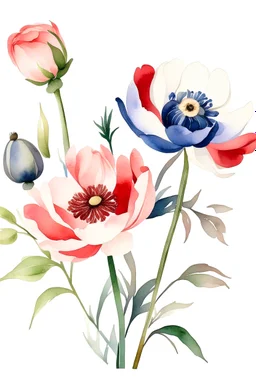 A minimalist watercolor painting of a group of peonies, marimonia, and anemones with a white background,