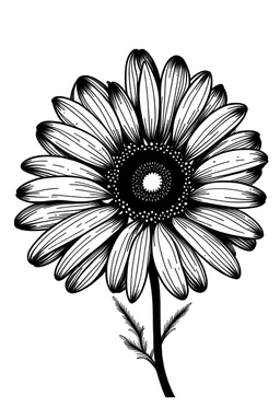 black daisy flower VECTOR illustration white background