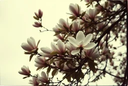Melancholic, ultra-realistic vintage polaroid photograph of a The magnolia tree, soft light of a cloudy sky, atmosphere of quiet sadness and timeless beauty, cinematic, hyper-detailed, emotional and mesmerizing, bloom