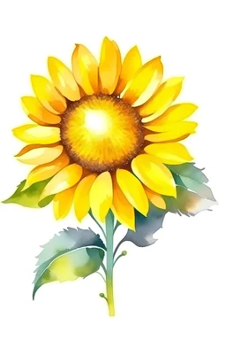 sunflower watercolour style on white background