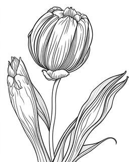 real massive Tulip flower coloring page