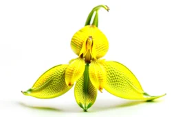 yellow lady slipper flower centeredon a white background