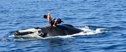 wrestling match on top of whale