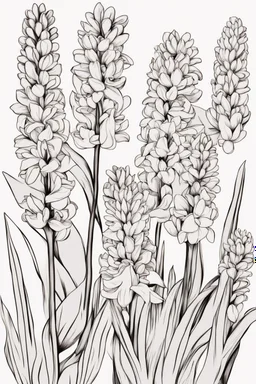 outline art for Spring: Hyacinths , White background. sketch style, clean line art, white background, no shadow and clear. White/black