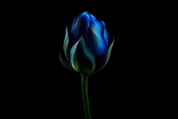 Create small blue tulip colour and colour black background