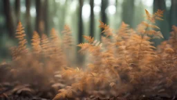 dry Leaf Fern forest with blurred background