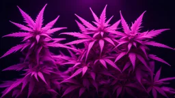 Purple marijuana plants in colored pink neon light on dark background. Purple Cannabis Background Banner with empty space for text. Beautiful aesthetic medical hemp