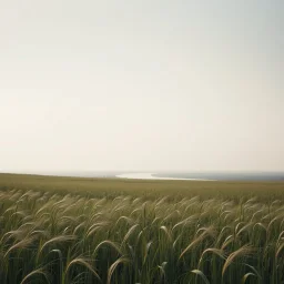 Melancholic, ultra-realistic photograph of a vast field swaying gently in the wind, delicate green stalks moving like waves, soft light of a clean sky, subtle haze in the distance, a lonely river glimmers faintly between the fields, atmosphere of quiet sadness and timeless beauty, cinematic, hyper-detailed, emotional and mesmerizing