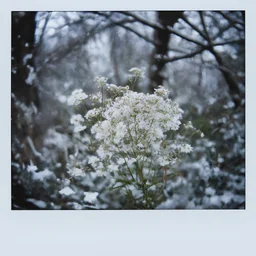 Gypsophila flower in the snowl, polaroid