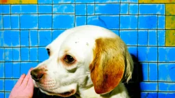 A white dog sitting in a bathtub, with a checkered floor and colorful background