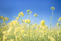 bottom half canola, detailed, top half sky, agriculture photography,