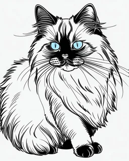 Birman Cat Breed clean sharp 64 K clipart line art