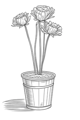 outline art for carnation flower in a bucket on a rough ground, white background, Sketch style, full body, only use outline, toddlers style, clean line art, white background, no shadows and clear and well outlined.