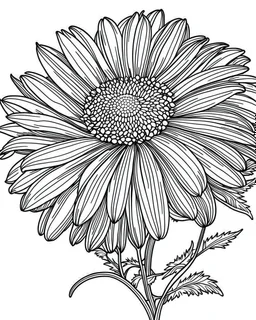 real massive Daisy flower coloring page