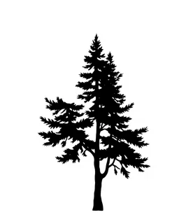isolated spruce/pine tree silhouette, simplified black on white clipart