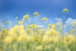 clear blue sky for top half, the rest is green canola plants with yellow flowers