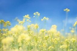 bottom half canola plants detailed, top half sky