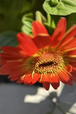 Sunlight on a Gerber Daisy