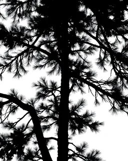 spruce/pine tree silhouette, black on white detailed