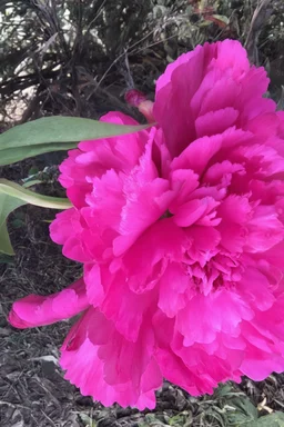 Alien Peony; Nature Surrealism