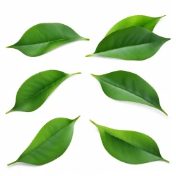 unconnected leaves on white background, stock image