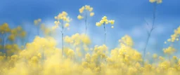 blue sky for top half, across Middle is canola flowers with canola stems branches and leaves below, realistic