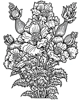 real massive Snapdragon flower coloring page