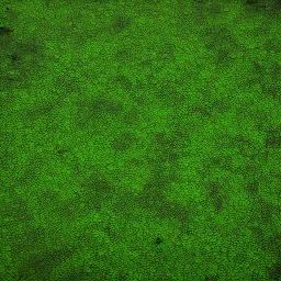 duckweed in a laboratory miyazaki