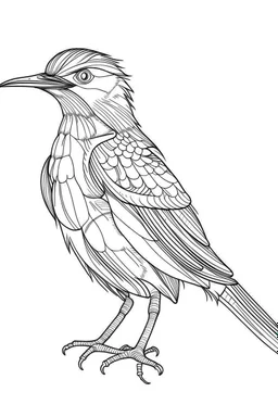 outline art for Birds coloring pages with sitch, white background, Sketch style, full body, only use outline, dementia patients style, clean line art, white background, no shadows and clear and well outlined.