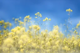 bottom is detailed canola, top is sky, photography,