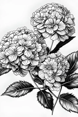 realistic hydrangeas line drawing black and white