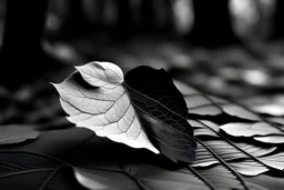 love, black and white
