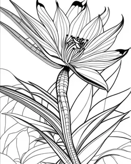 real massive Bird of Paradise flower coloring page