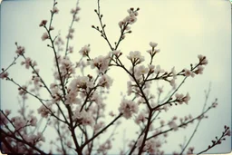 Melancholic, ultra-realistic vintage polaroid photograph of a blossoming branches of a tree, soft light of a cloudy sky, atmosphere of quiet sadness and timeless beauty, cinematic, hyper-detailed, emotional and mesmerizing, bloom, lo-fi