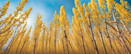 blue sky for top half, across Middle is canola flowers with canola stems branches and leaves