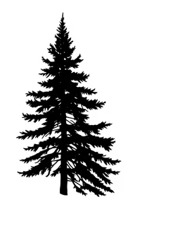 isolated spruce/pine tree silhouette, simplified black on white clipart