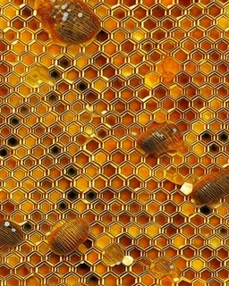 honeycombs and royal jelly