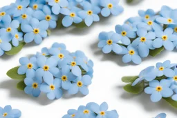 top view pattern of forget-me-not flowers