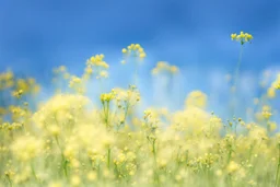 bottom half canola plants detailed, top half sky