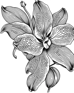 real massive Orchid flower coloring page