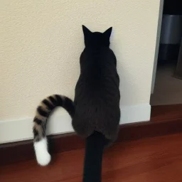 cat in house tail up