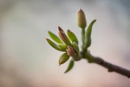 close up of an almond bud trying to bloom, blurred background, side bright lighting