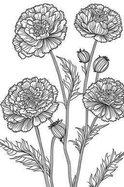 Outline art for coloring page, MARIGOLDS WITH STEMS, coloring page, white background, Sketch style, only use outline, clean line art, white background, no shadows, no shading, no color, clear