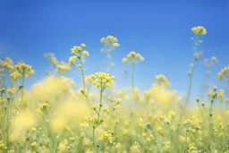 bottom half canola plants detailed, top half sky, photo