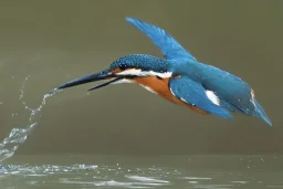 A beautiful kingfisher diving into water. Highly detailed, smooth colours, realistic landscape. Aquarell